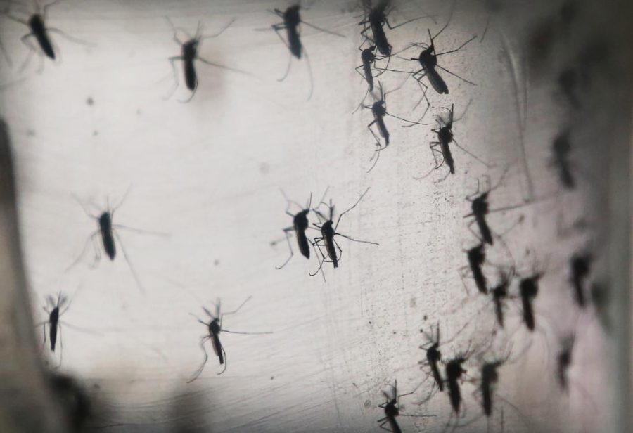RECIFE, BRAZIL - JANUARY 26:  Aedes aegypti mosquitos are seen in a lab at the Fiocruz institute on January 26, 2016 in Recife, Pernambuco state, Brazil. The mosquito transmits the Zika virus and is being studied at the institute. In the last four months, authorities have recorded close to 4,000 cases in Brazil in which the mosquito-borne Zika virus may have led to microcephaly in infants. The ailment results in an abnormally small head in newborns and is associated with various disorders including decreased brain development. According to the World Health Organization (WHO), the Zika virus outbreak is likely to spread throughout nearly all the Americas. At least twelve cases in the United States have now been confirmed by the CDC.  (Photo by Mario Tama/Getty Images)