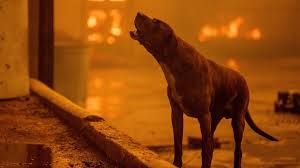 The Blazing Impact of The LA Fires on Animal Shelters